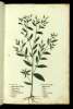  Fol. 249 

Konyza meizon.
Conyza mascula Theoph:
Pulicaria maior
Conilago maior
Conyza Elentis Cord.
Cimicaria
Polucaria
Conyza maior Matth:
Cynozematitis
Danais
Phycos
Militaris Roman:
Febrifuga
Dinosmos: